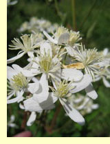 Ломонос маньчжурский (Clematis mandshurica Rupr.) Ломонос маньчжурский (Clematis mandshurica Rupr.)